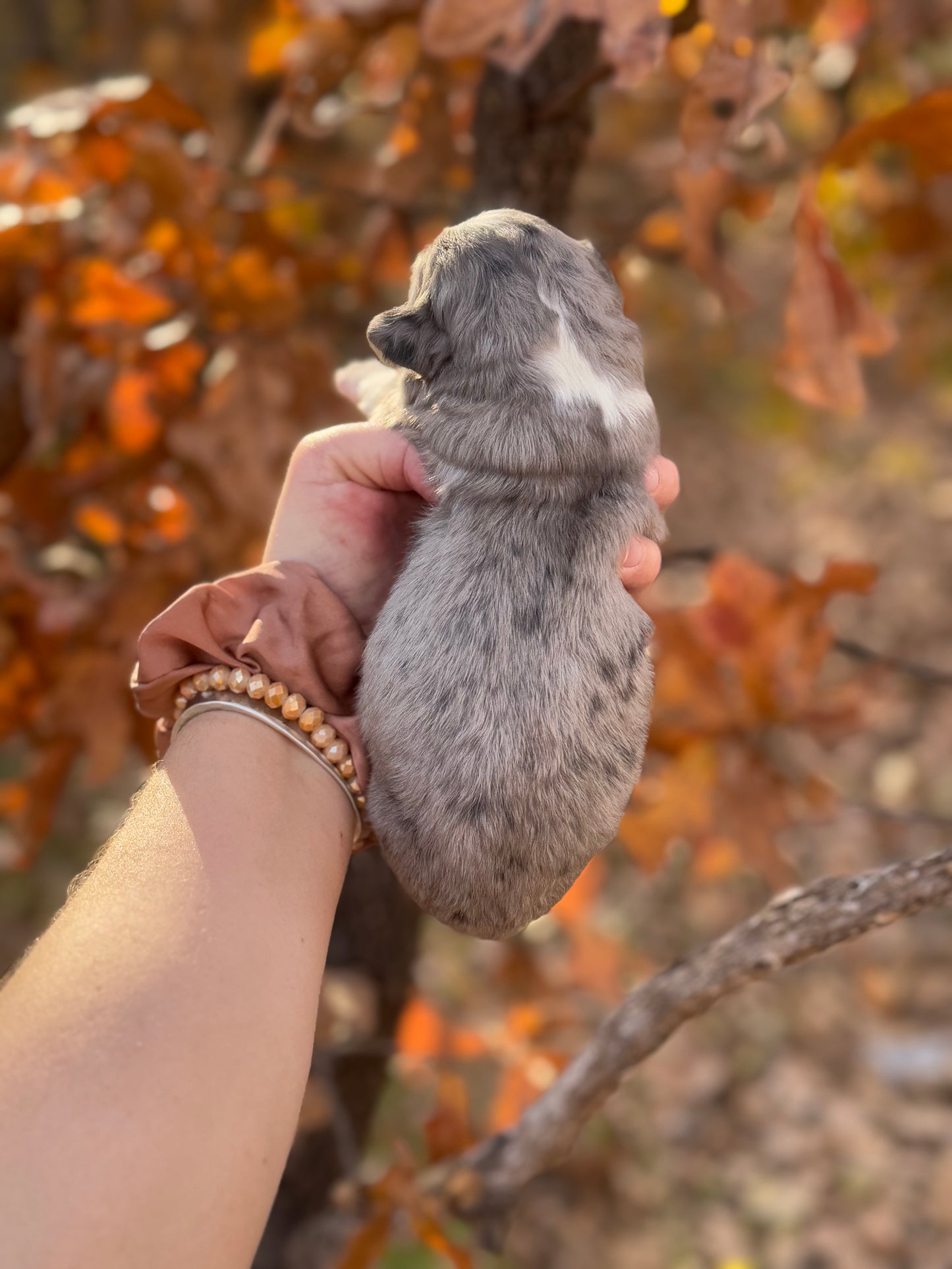 F1 Standard Bernedoodle (male) “Goofy”
