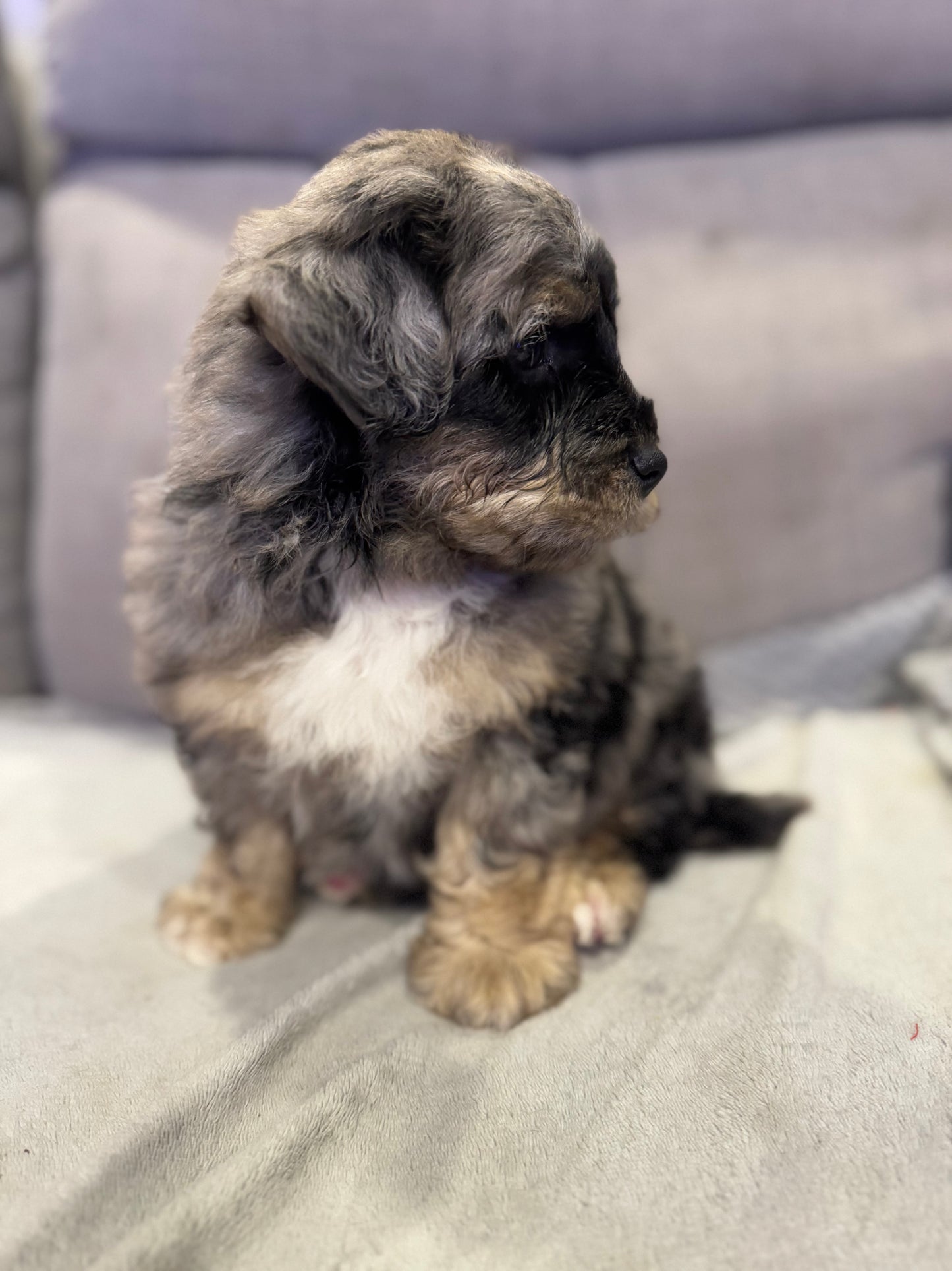 F1b Mini Bernedoodle (male) "Dean”