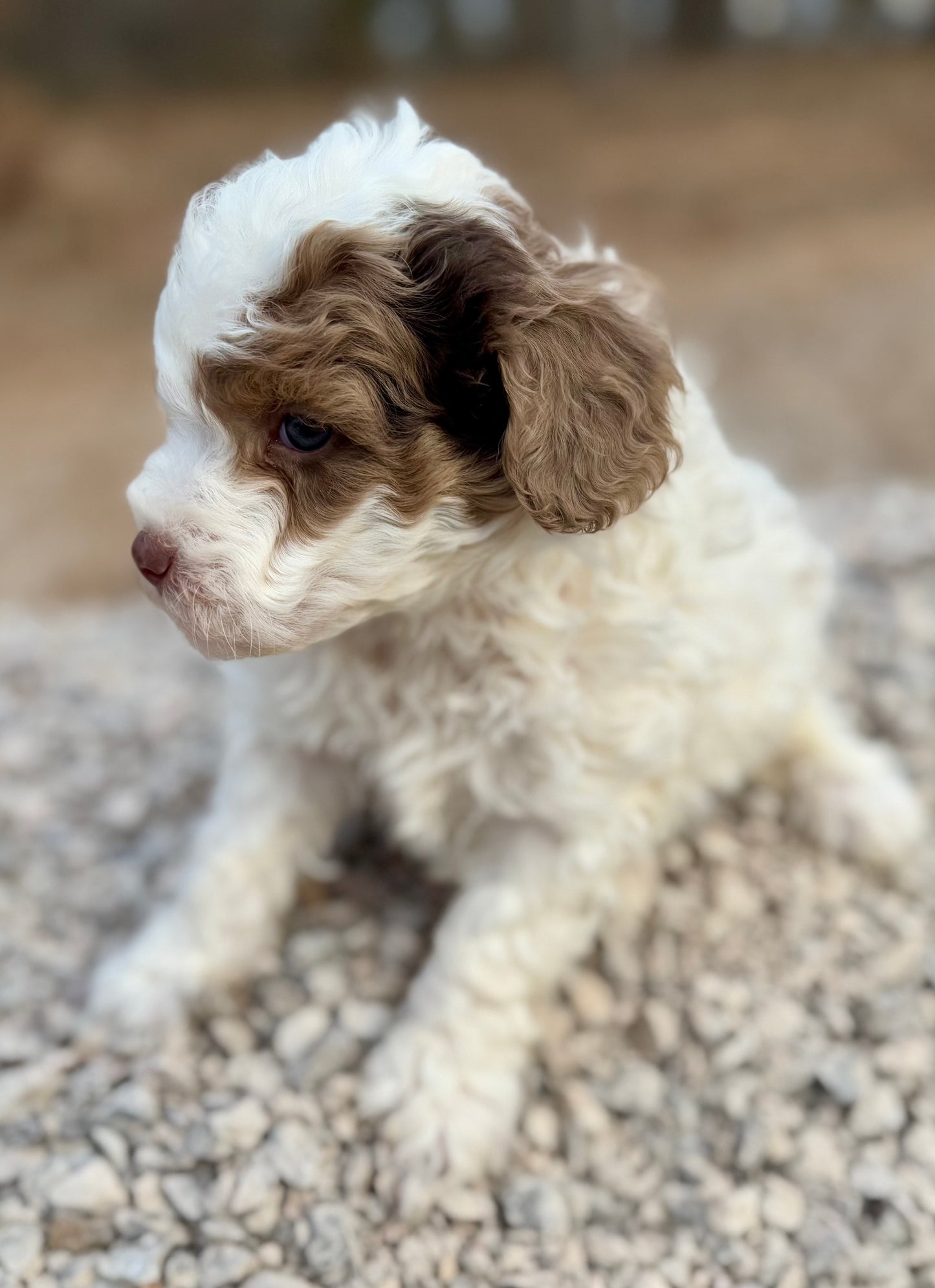 F1bb Micro/Mini Bernedoodle (male) "Walker”