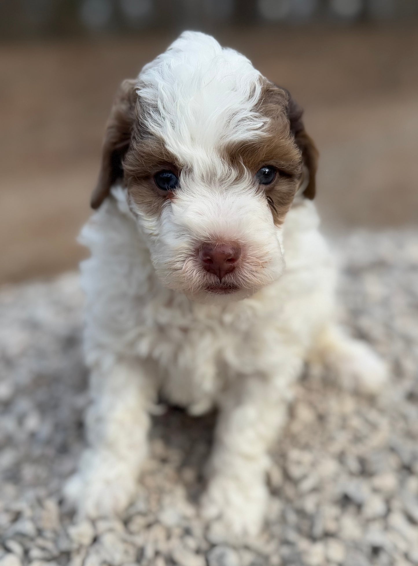 F1bb Micro/Mini Bernedoodle (male) "Walker”