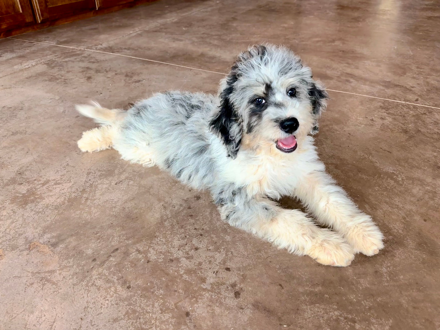 F1B Mini Bernedoodle (female) “Vivian”