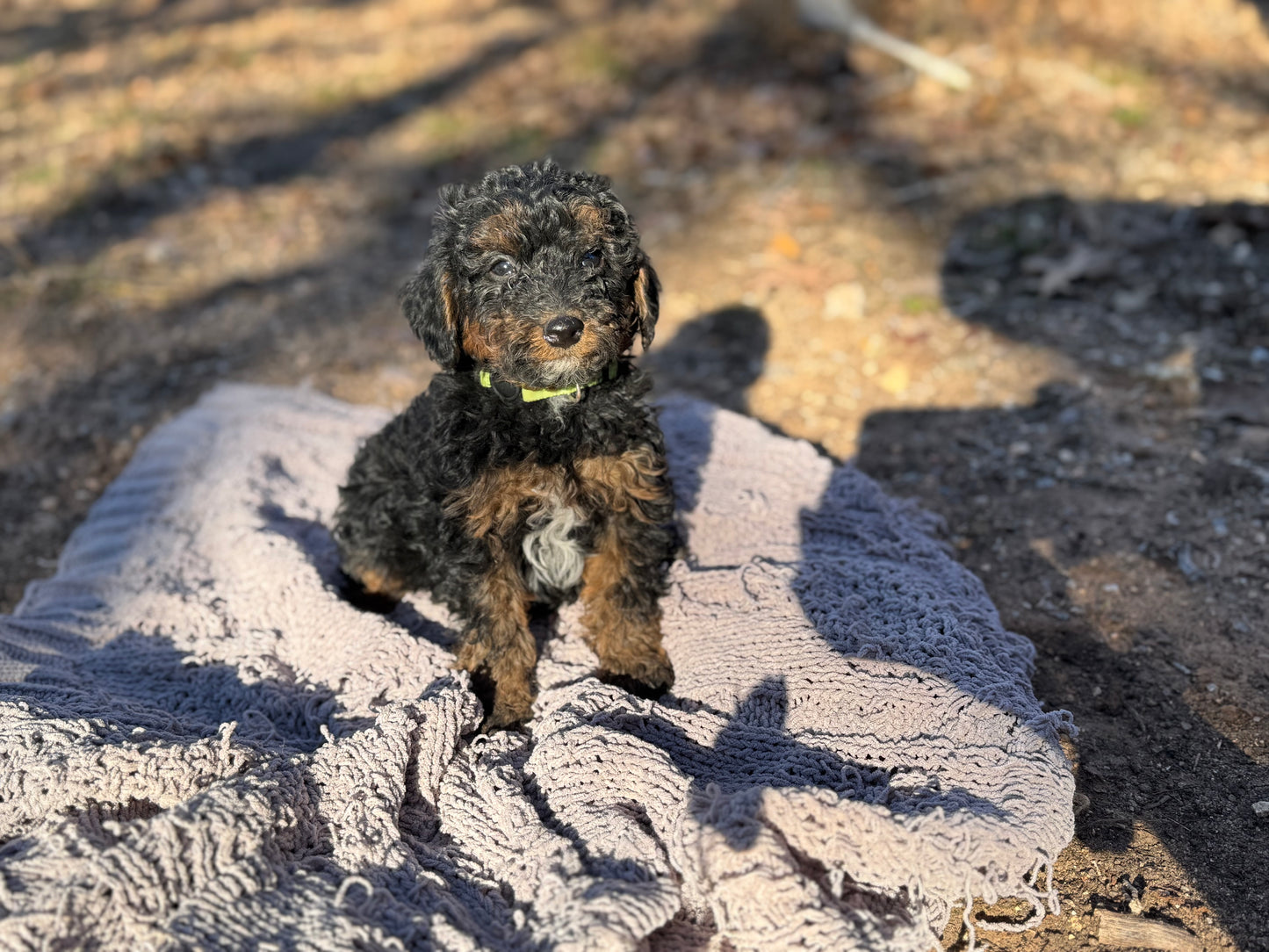 F1bb Micro Bernedoodle (Male) "Grinch"