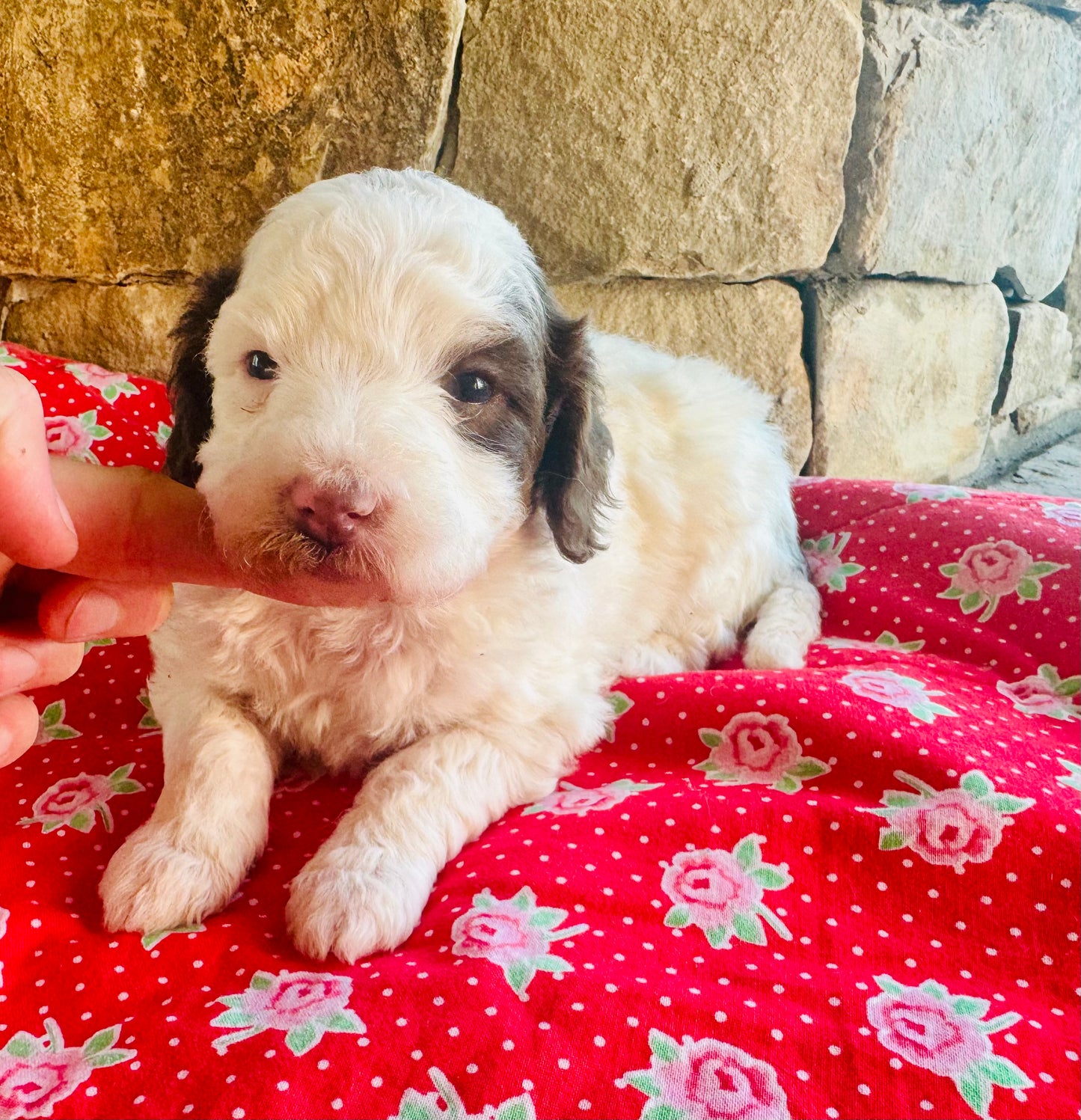 F1bb Micro/Mini Bernedoodle (female) "Salt"