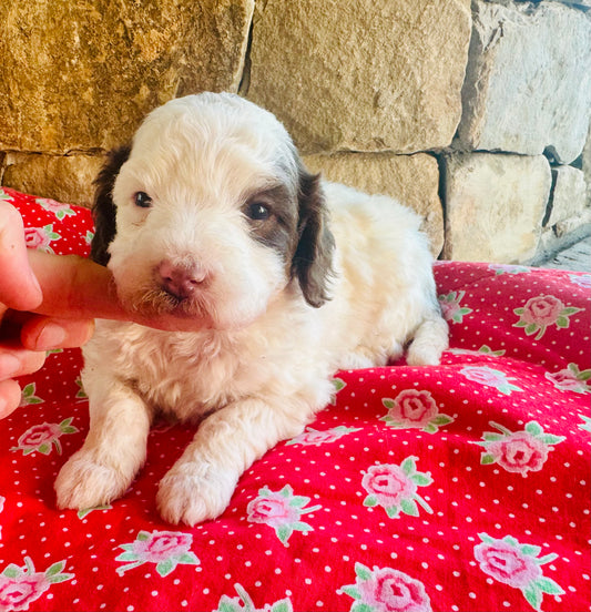 F1bb Micro/Mini Bernedoodle (female) "Salt"