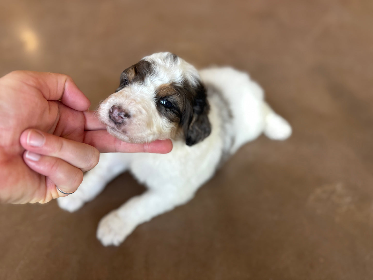 F1B Mini Bernedoodle (male) "Hopper”