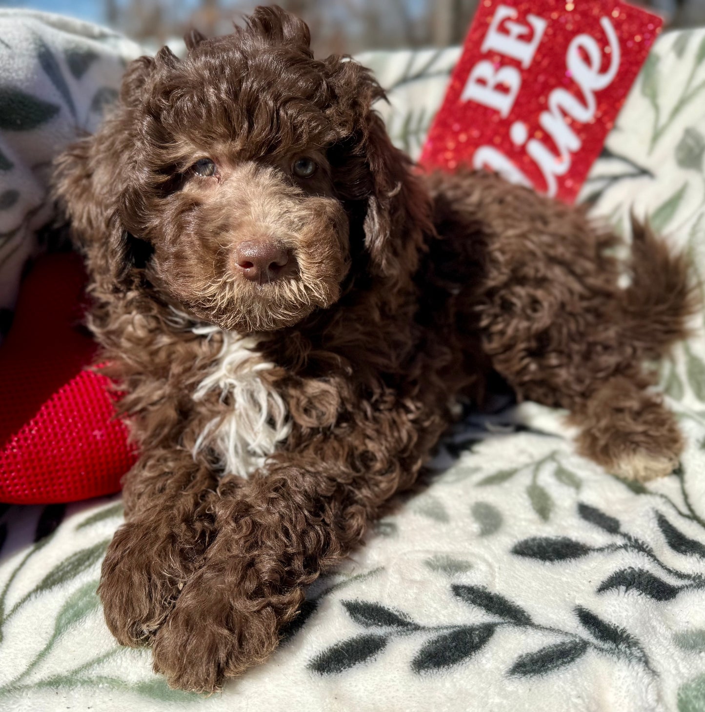 F1b Mini Bernedoodle (male) "Christopher”