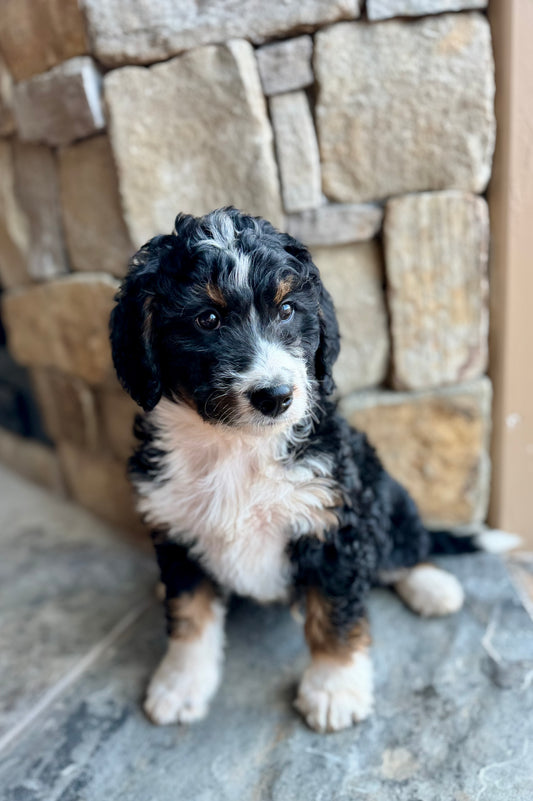 F1 Standard Bernedoodle (male) “Spade”