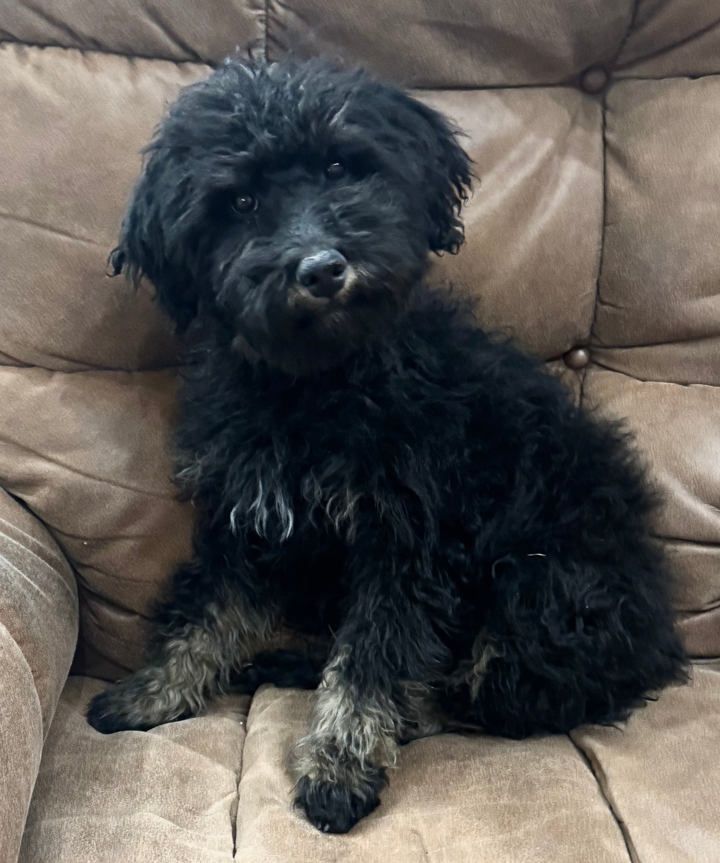 F1B mini Bernedoodle (male) “Butter roll”