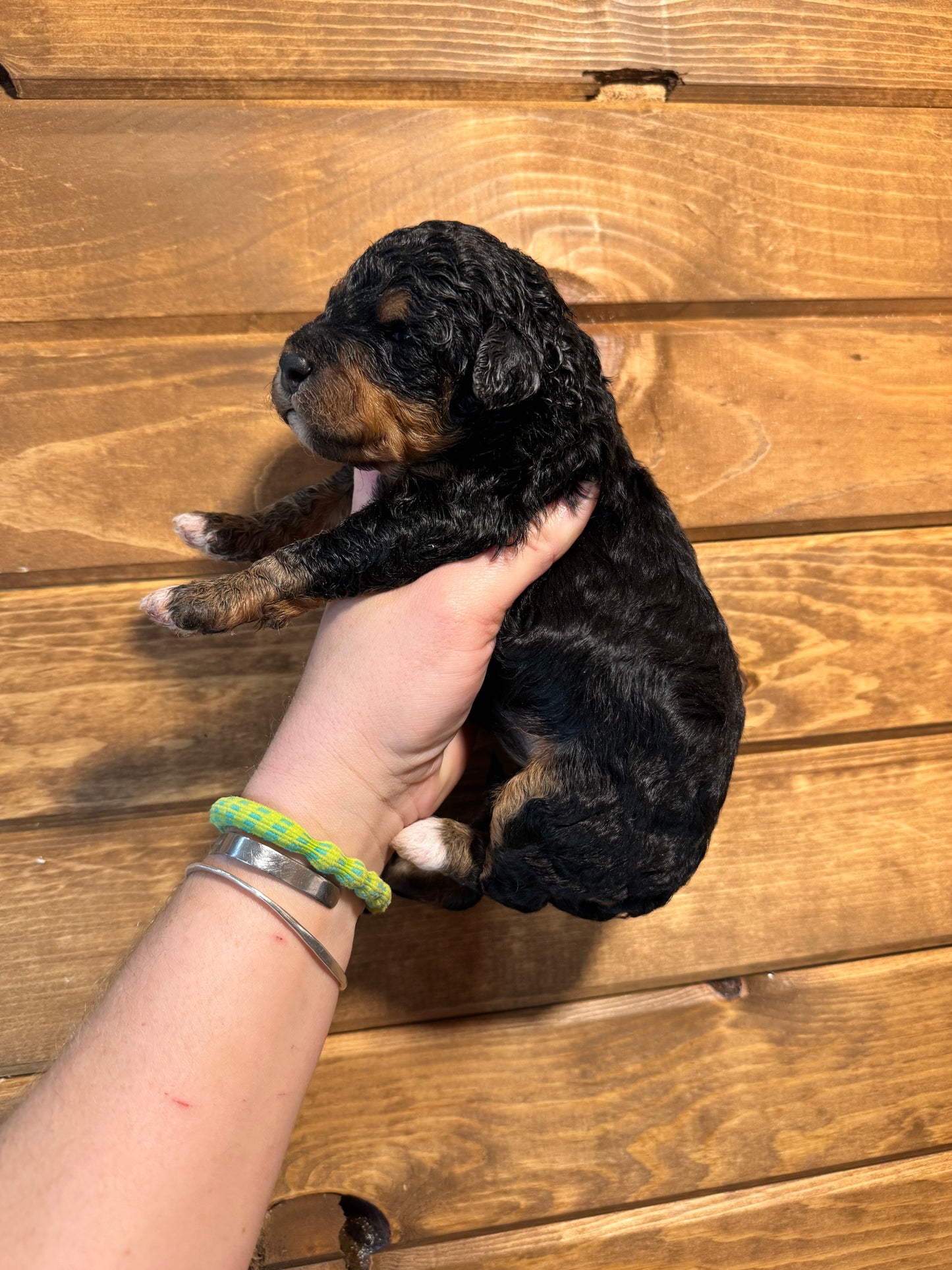 F1BB Micro/Mini Bernedoodle (female) "Bunny”