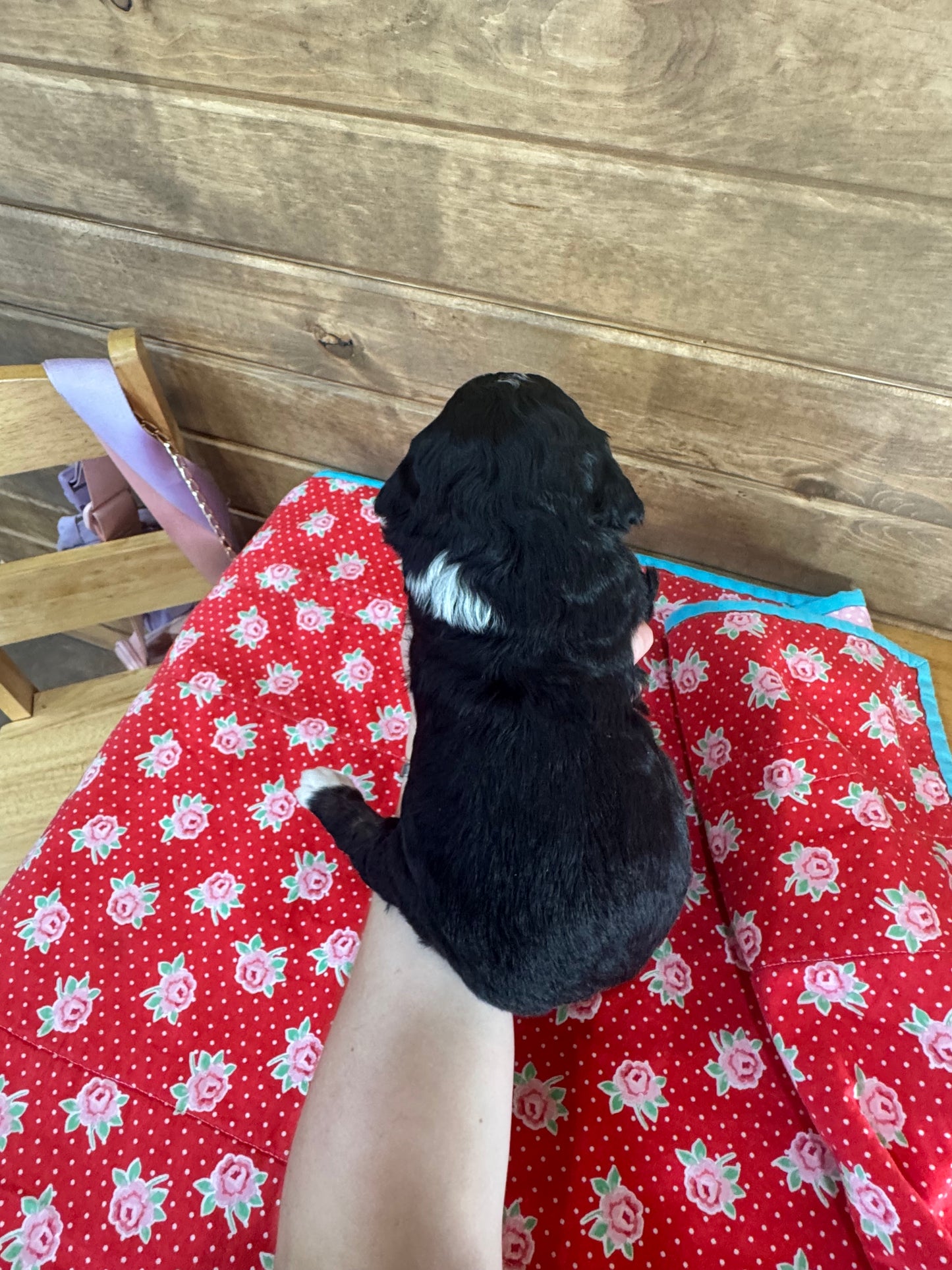 F1 Standard Bernedoodle (male) “King”