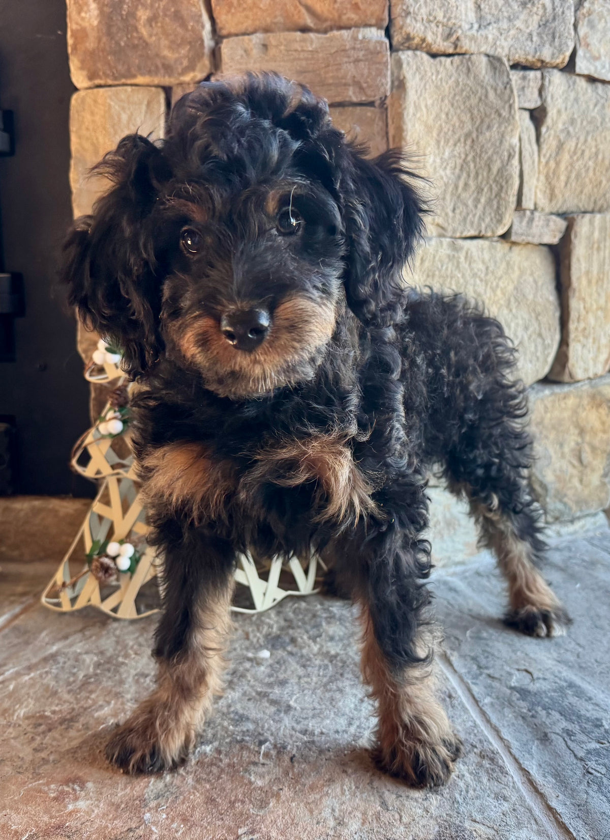 F1B Micro/Mini Bernedoodle (female) “Mrs.Robinson