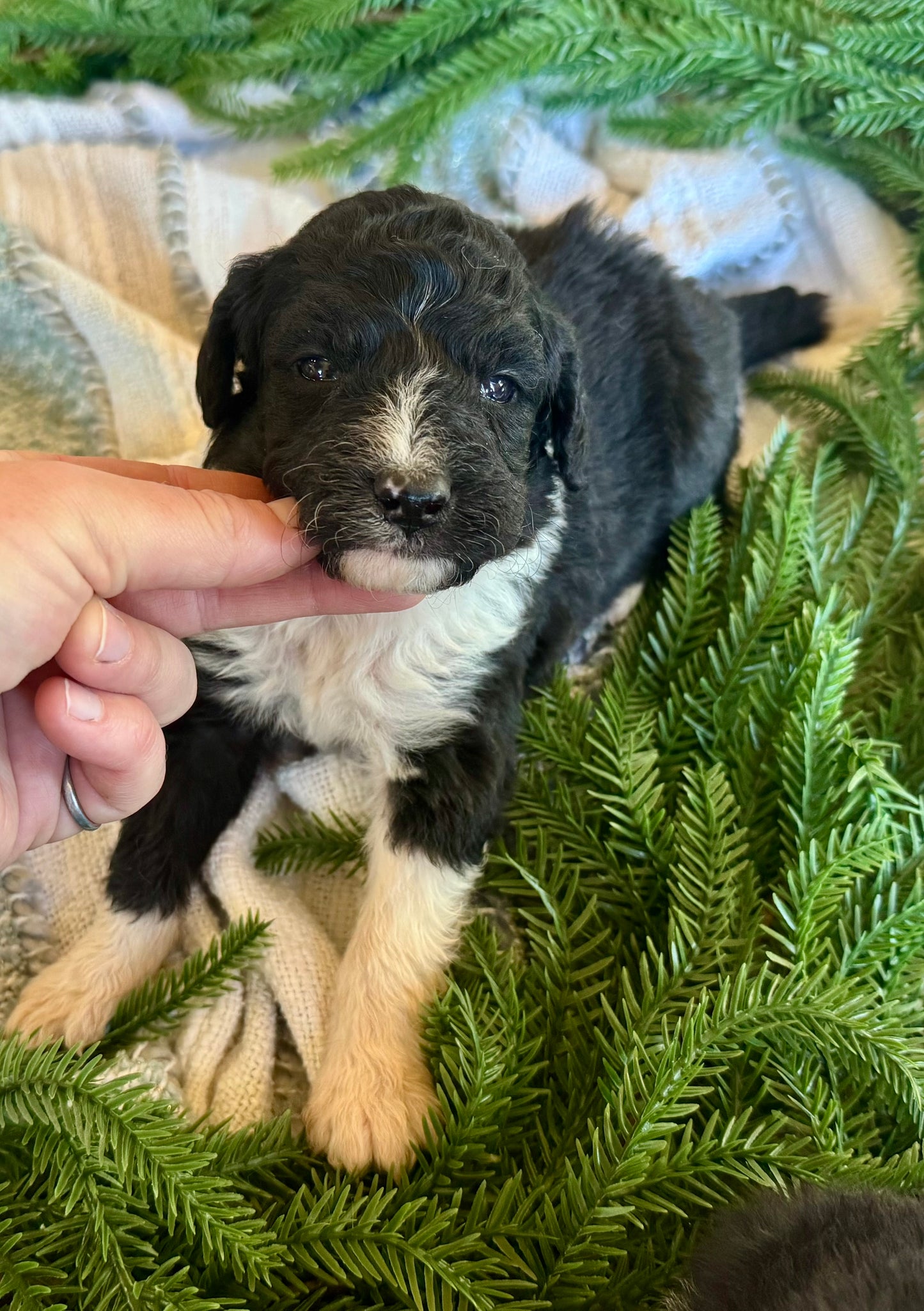 F1B Mini/Medium Bernedoodle (male) "Tom”