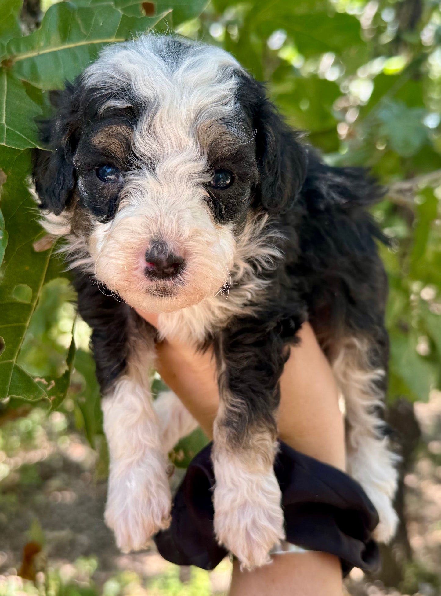 F1bb Micro/Mini Bernedoodle (male) "Oreo Blast"