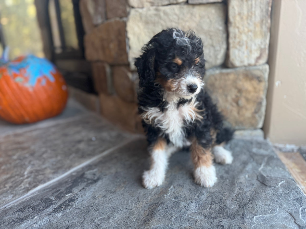F1B Micro/Mini Bernedoodle (male) “Francis”