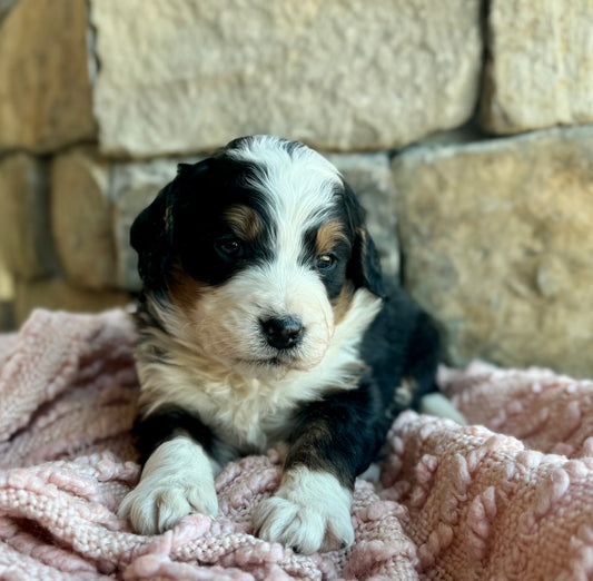 F1 Standard Bernedoodle (male) “Ace”