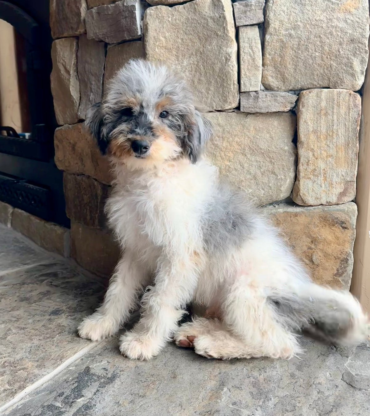 F1B mini Bernedoodle (male) “ Bashful”