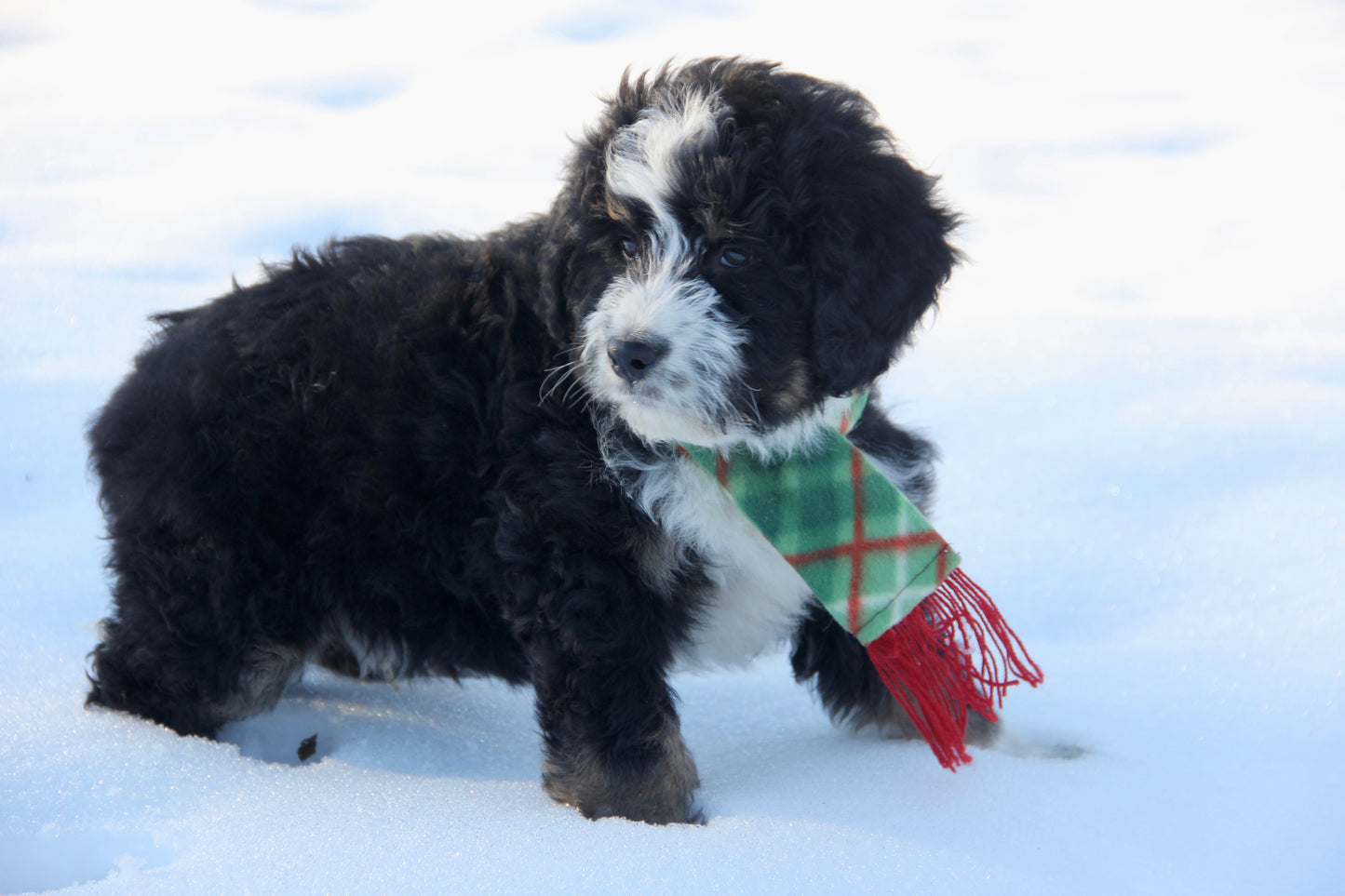 F1 Standard Bernedoodle (male) "Tank"