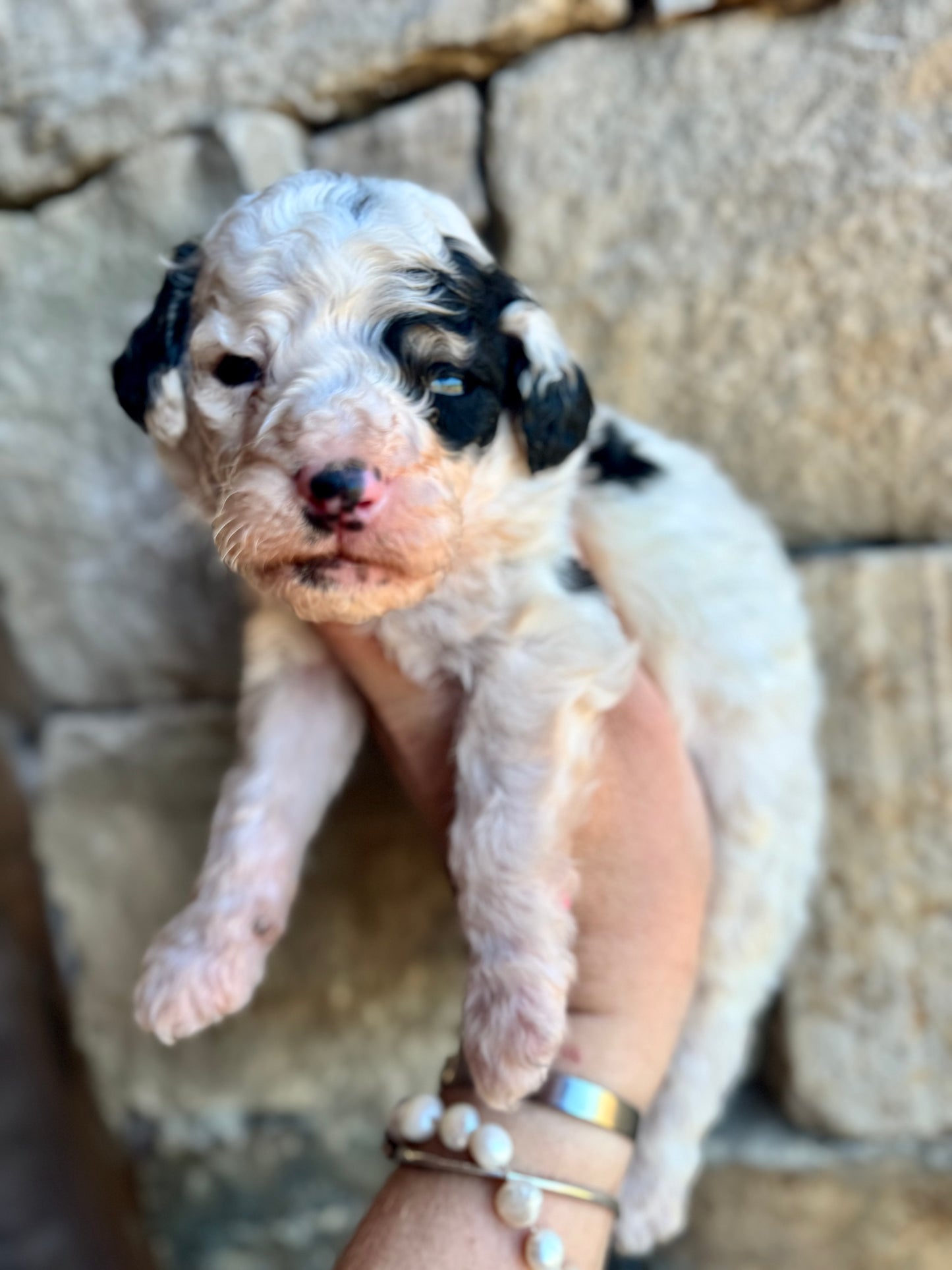 F1B Mini/Medium Bernedoodle (male) “Mountain Dew”