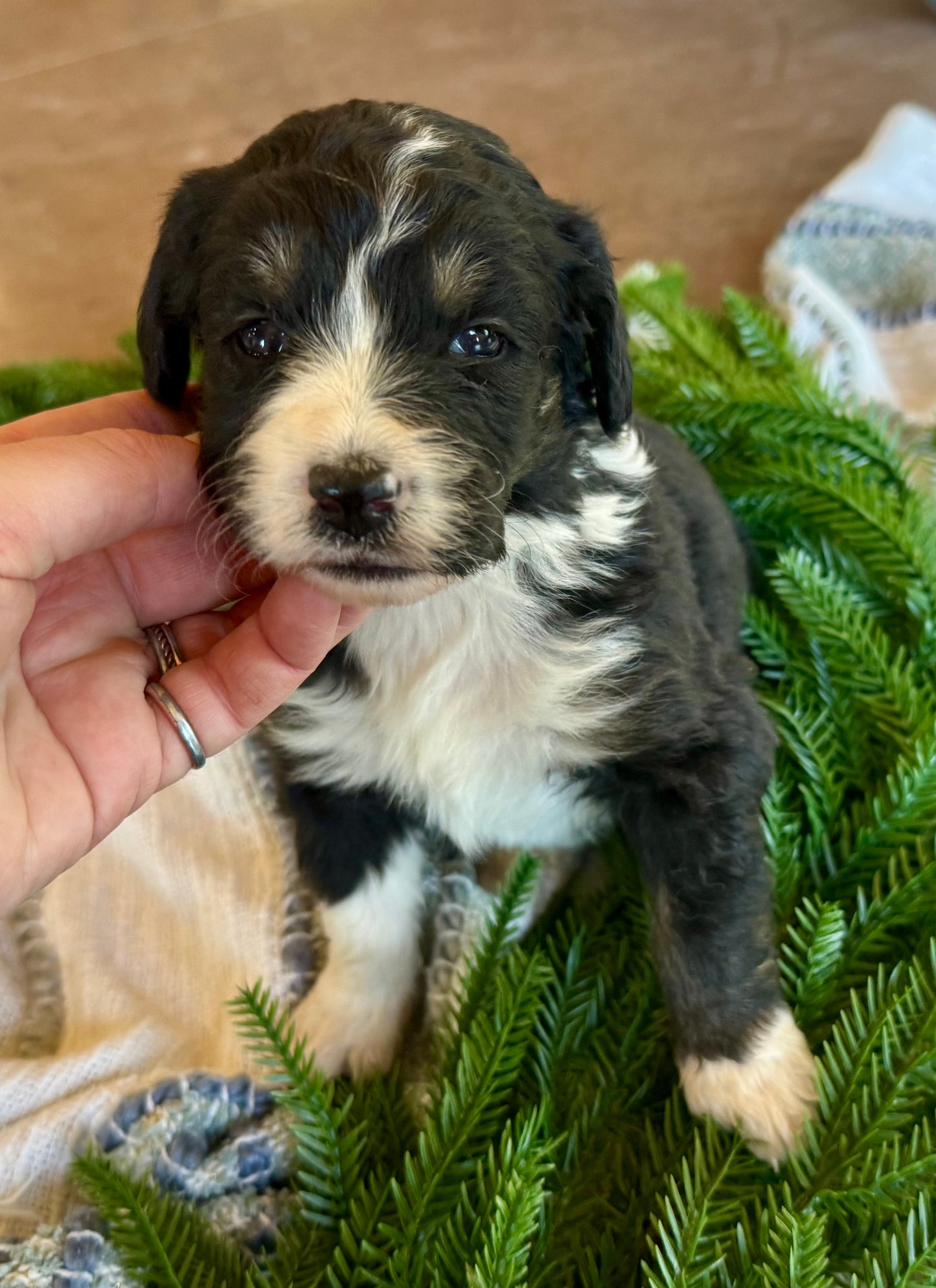 F1B Mini/Medium Bernedoodle (male) "Jerry”