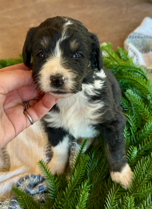 F1B Mini/Medium Bernedoodle (male) "Jerry”