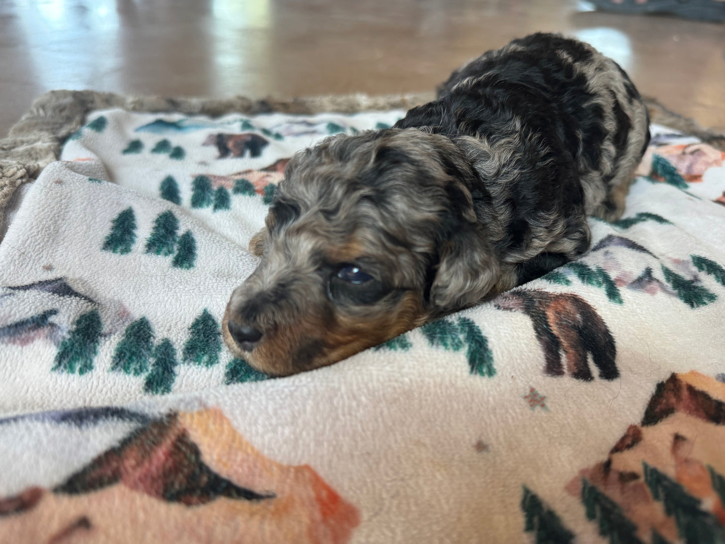 F1B Mini Bernedoodle (male) "Ham”