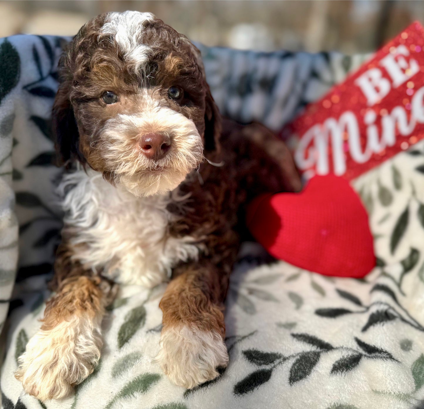 F1bb Micro/Mini Bernedoodle (male) "John Dutton”