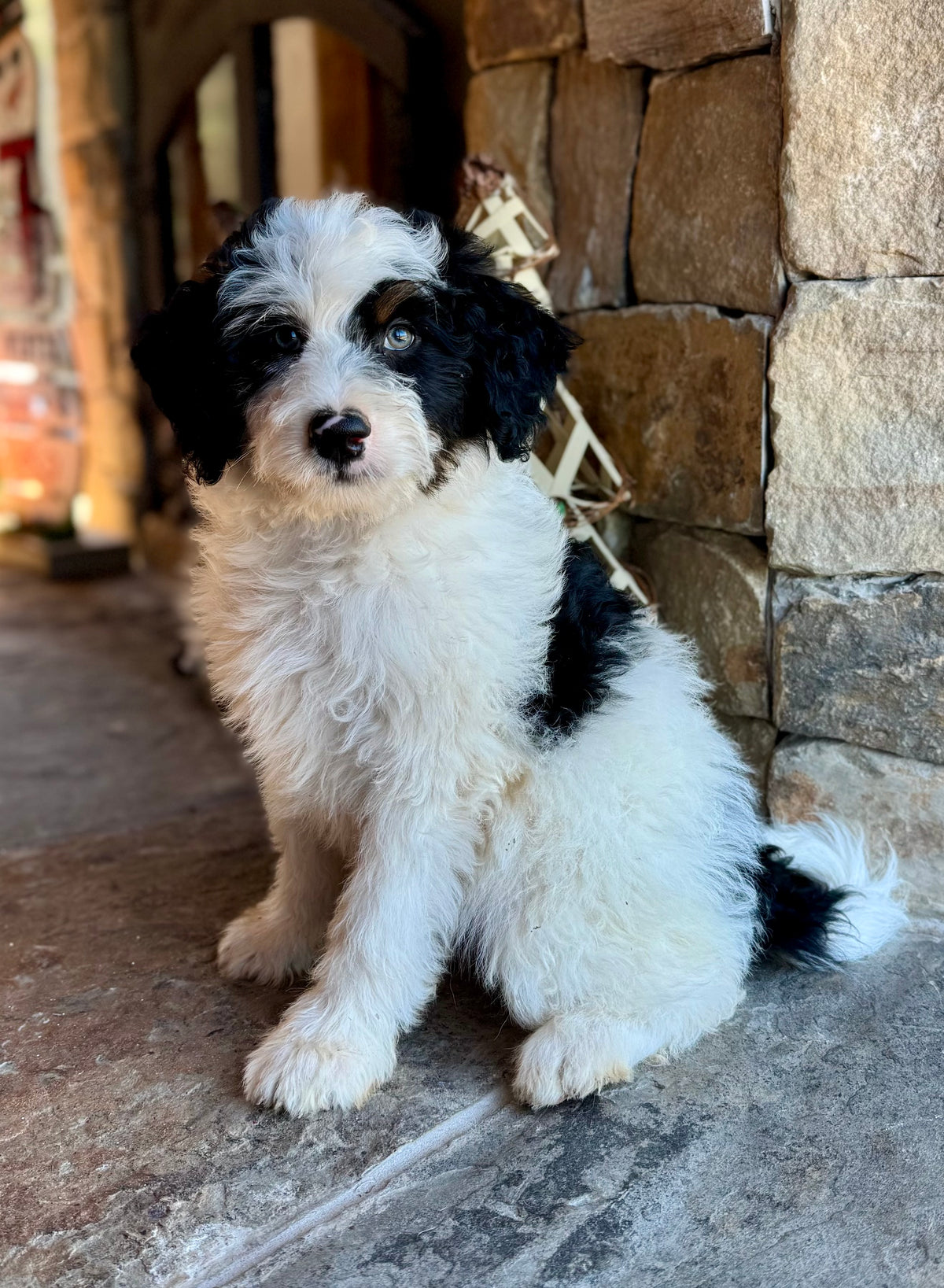 F1B Micro/Mini Bernedoodle (male) “Ernst”