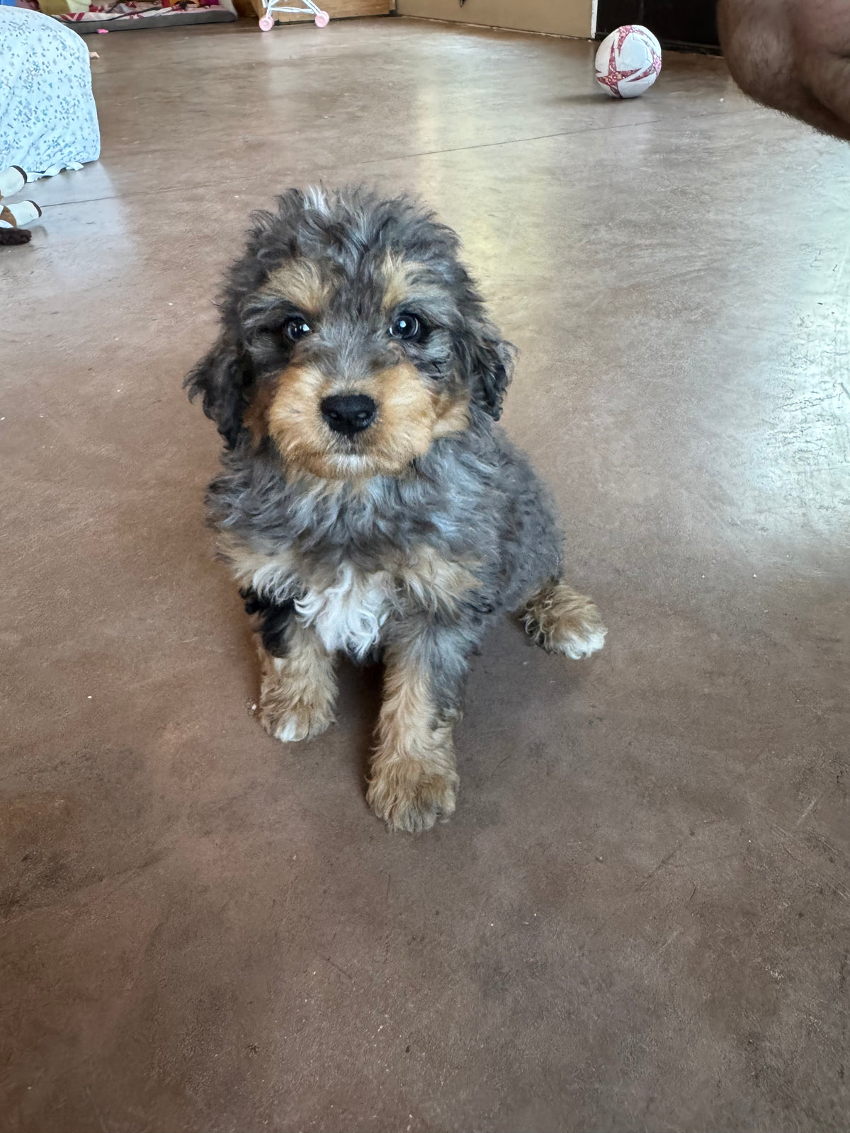 F1B Micro/Mini Bernedoodle (male) “Fritz”