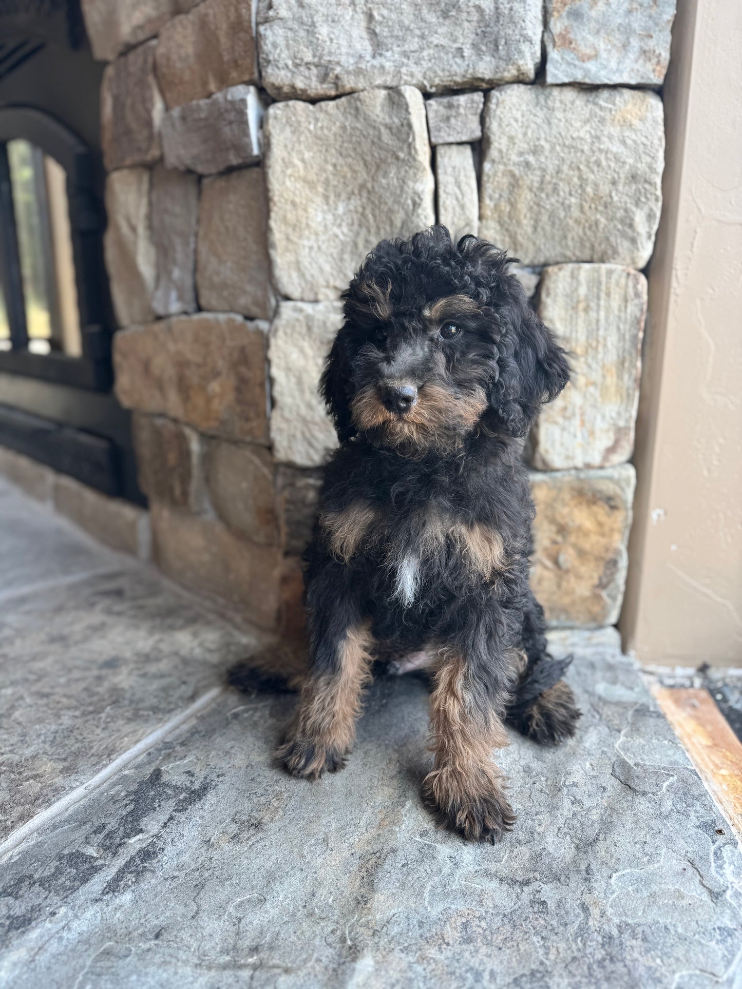 F1B mini Bernedoodle (male) “ Raven”