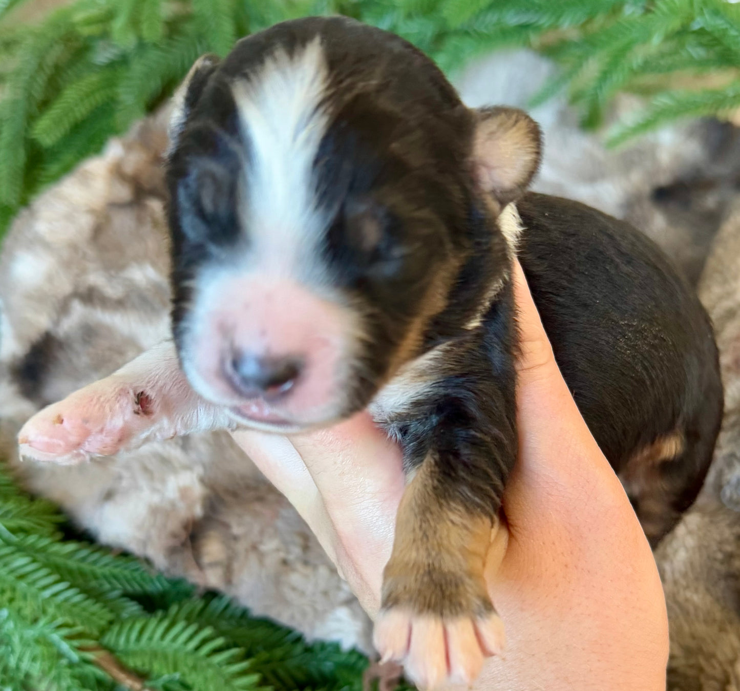 F1 Standard Bernedoodle (male) “Donald Duck”