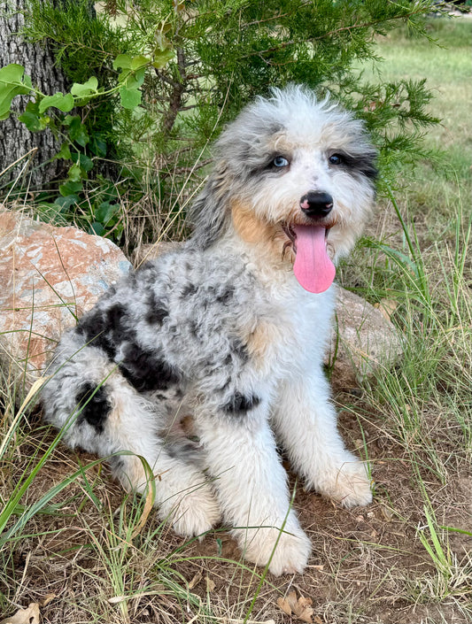F1B Medium Bernedoodle (male) "Cobra Bubbles ”