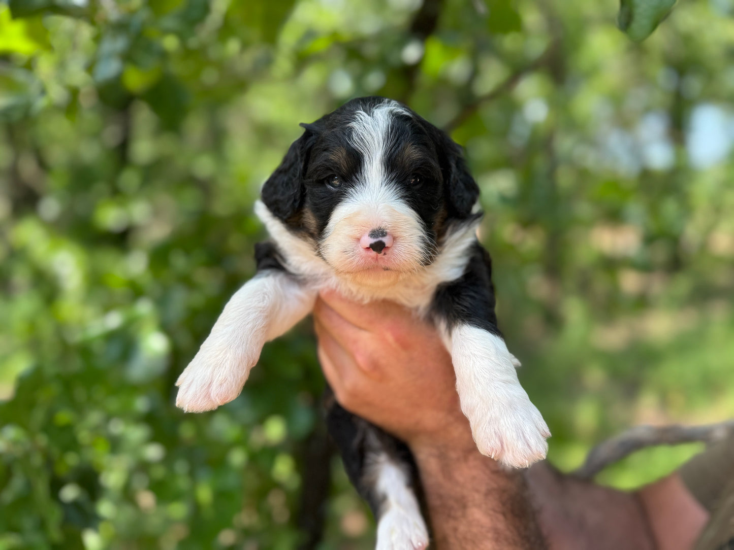 F1 Standard Bernedoodle (male) "black cat"