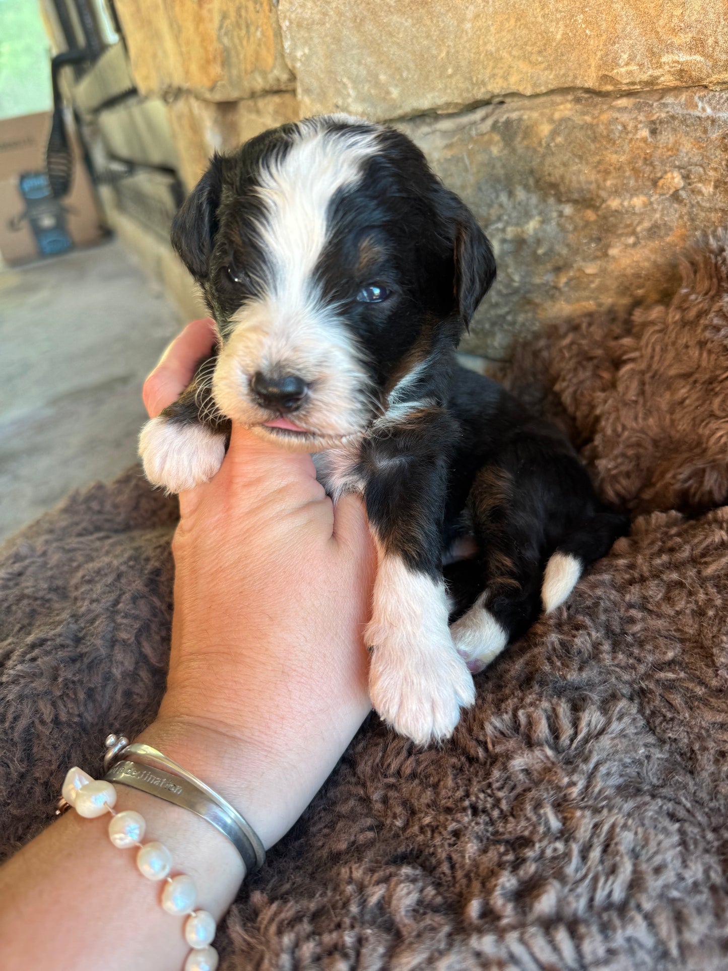 F1B Mini/ Medium Bernedoodle (male) “Pepsi”