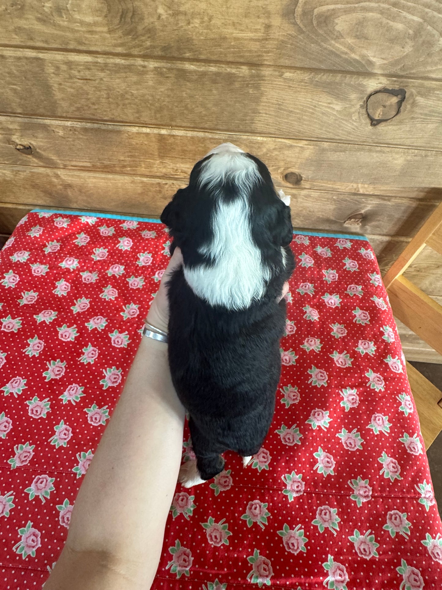 F1 Standard Bernedoodle (male) “Ace”