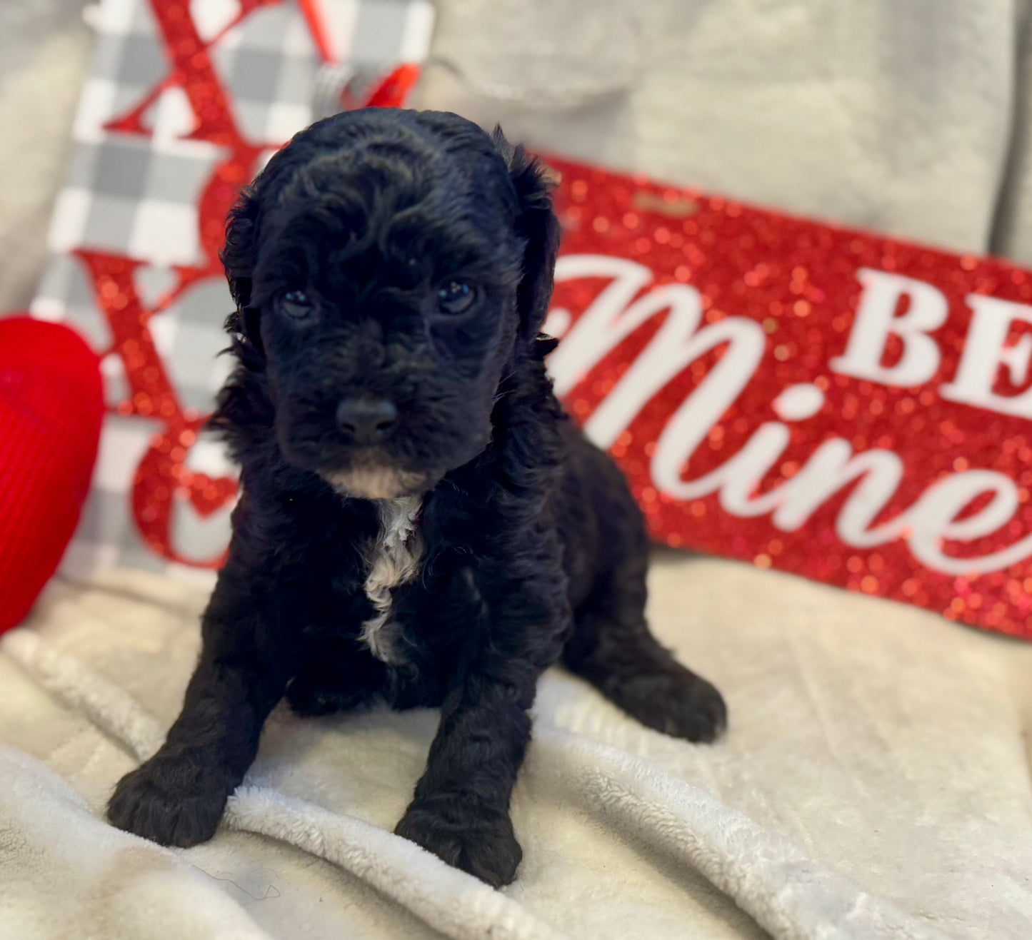 Micro Multigen Bernedoodle (female) "Emma”