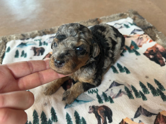 F1B Mini Bernedoodle (male) "Ham”