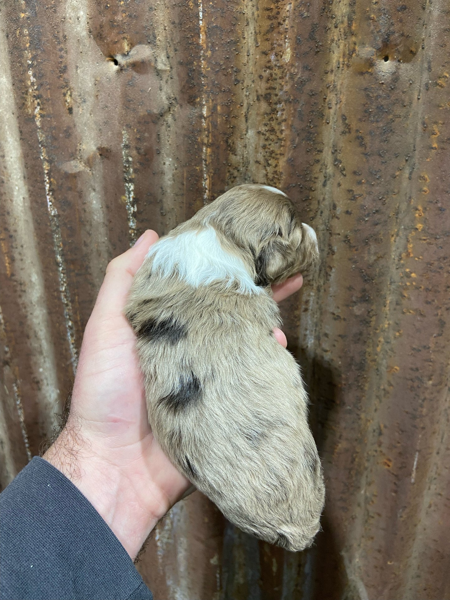 F1b Mini Bernedoodle (male) "Luke”