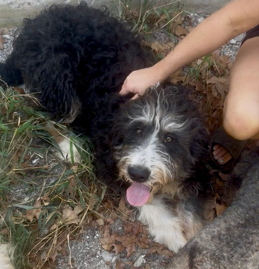 F1 Standard Bernedoodle (male) "Rocky"