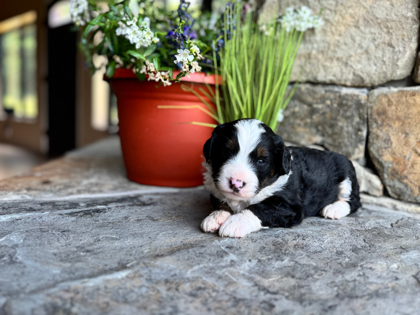 F1 mini  Bernedoodle (male) "Wheat”