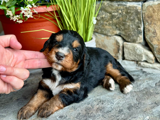 F1 mini  Bernedoodle (female) "Strawberry"