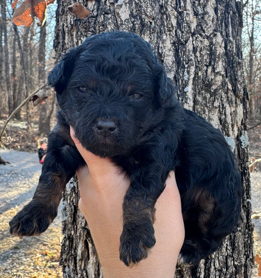 F1BB Micro/Mini Bernedoodle (male) "Thumper”