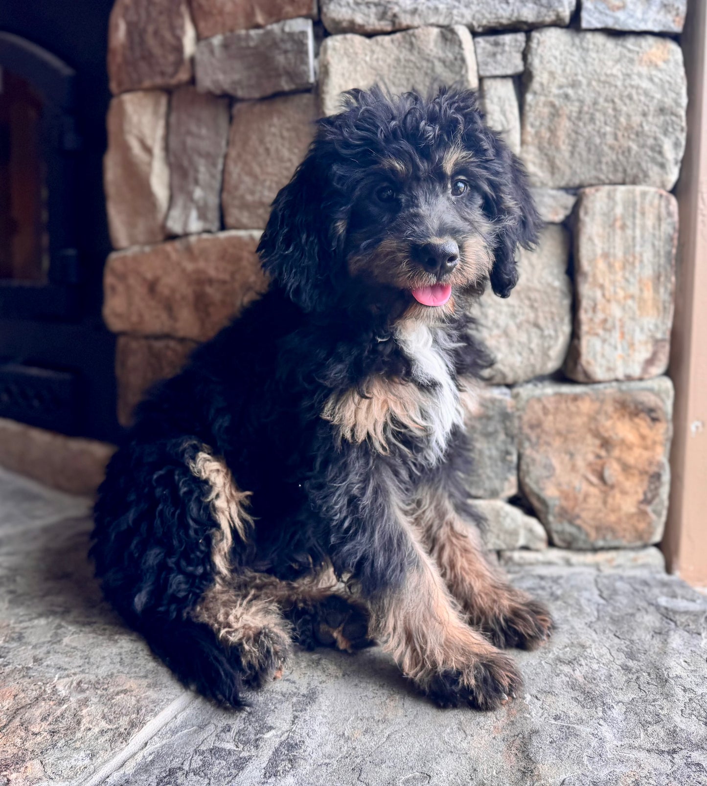 F1 mini  Bernedoodle (female) "Plum”