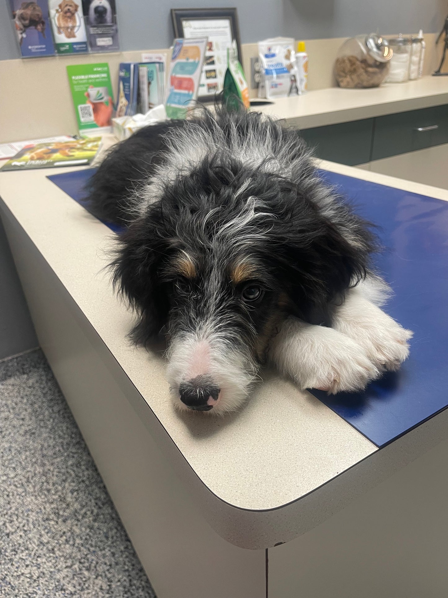 F1 Standard Bernedoodle (male) "black cat"