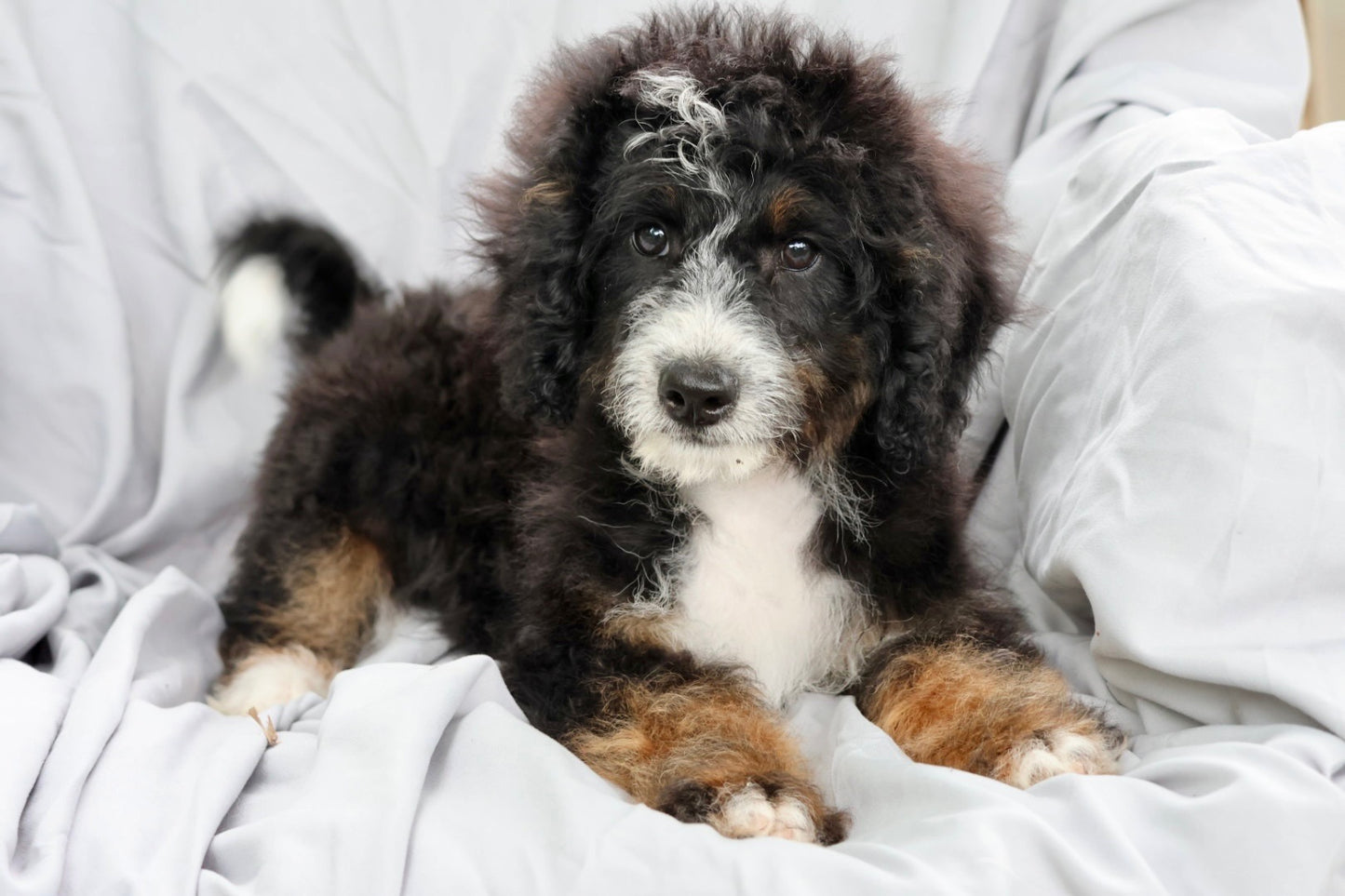 F1B Mini Bernedoodle (male) "Frank”