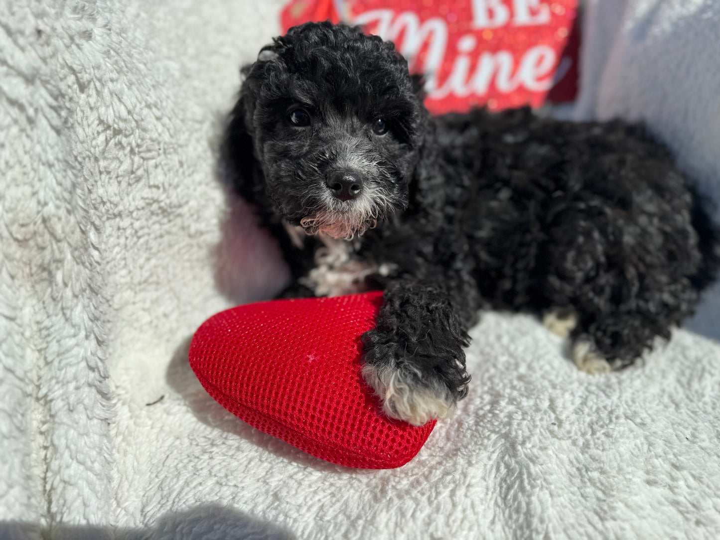 Micro Multigen Bernedoodle (male) "Ross”