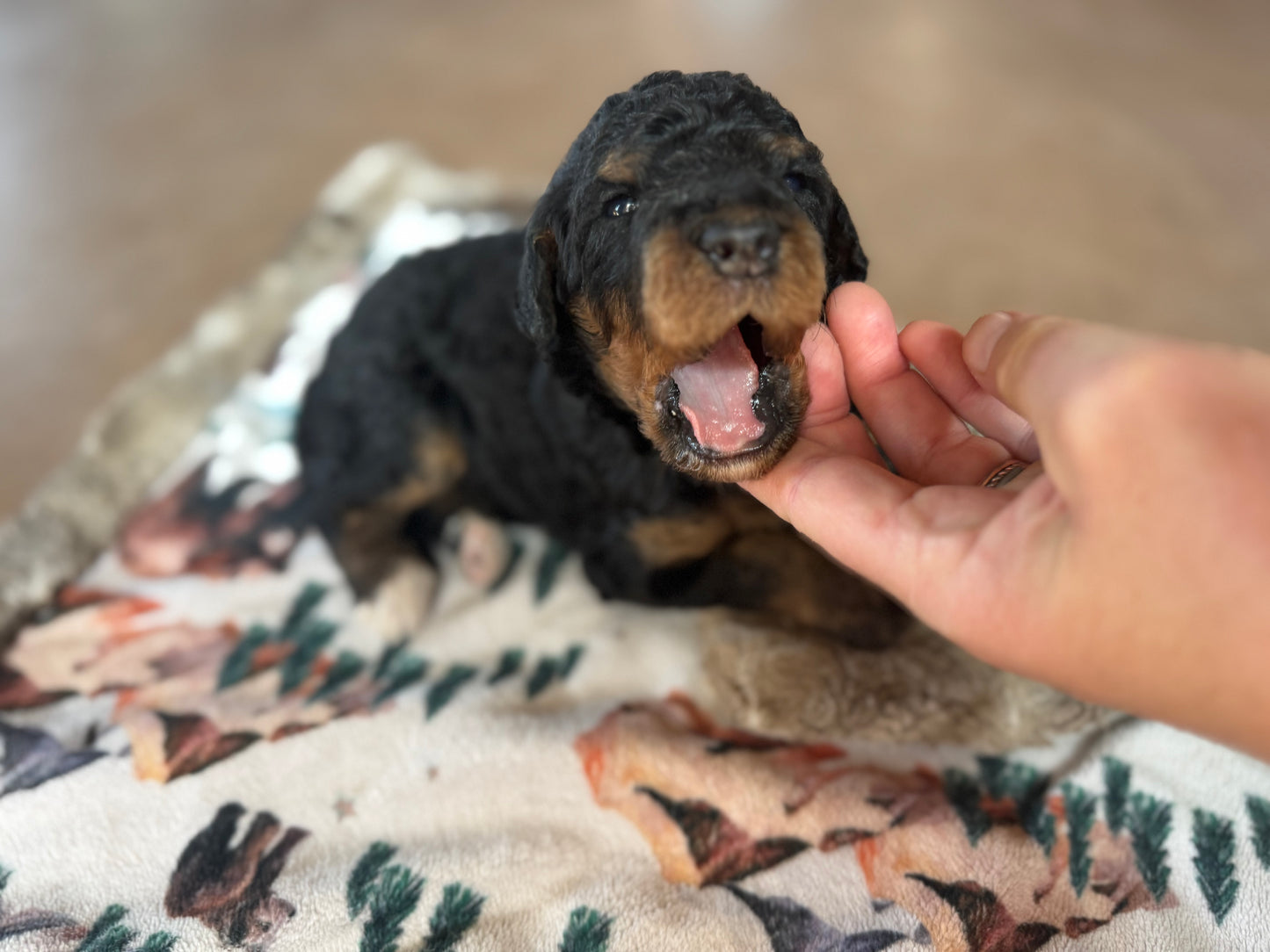 F1B Mini Bernedoodle (male) "Gravy”