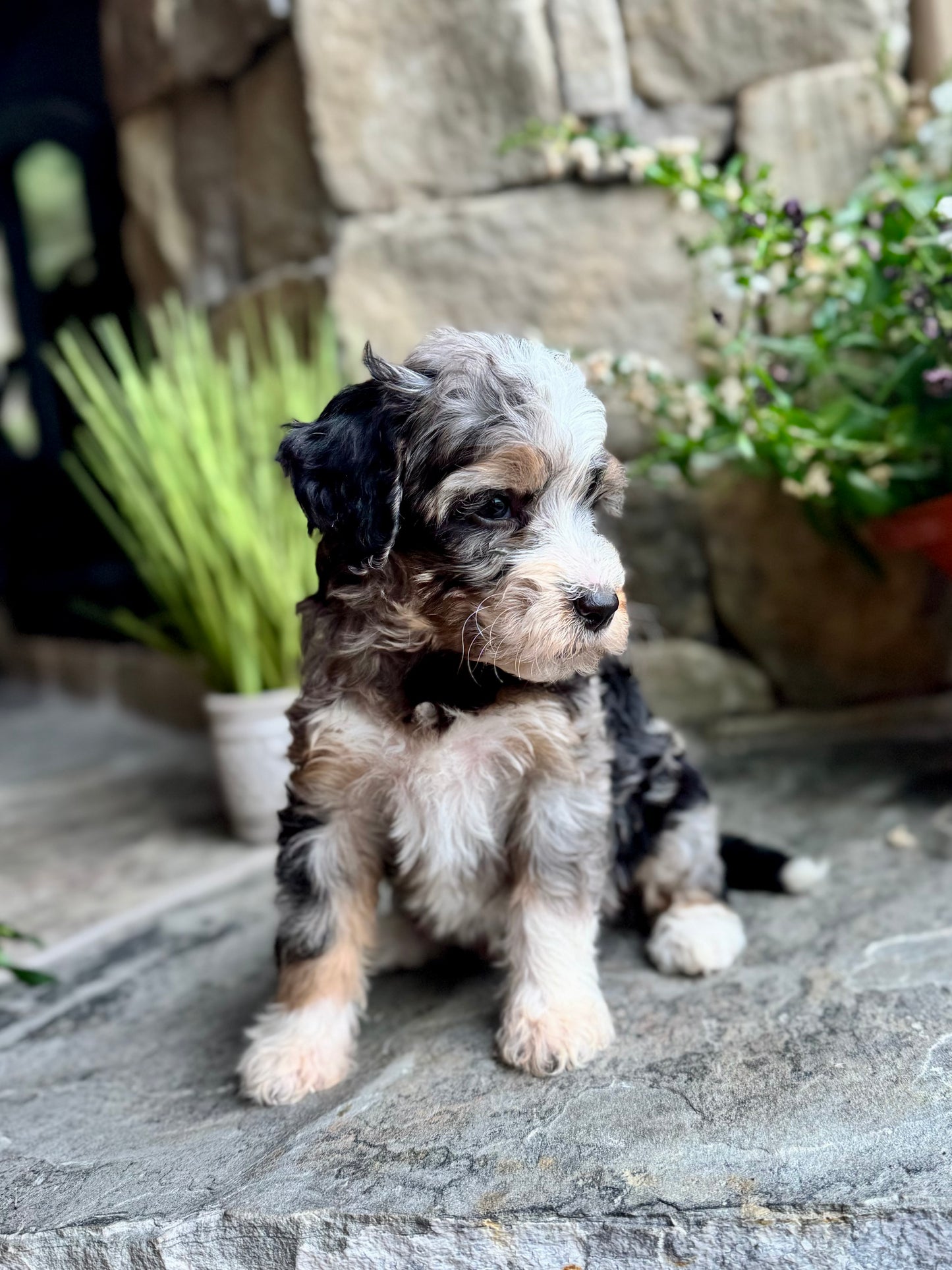 F1B mini Bernedoodle (female) “Happy”