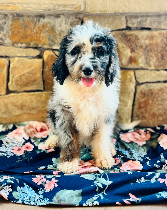 F1B Mini/ Medium Bernedoodle (female) “Coke”
