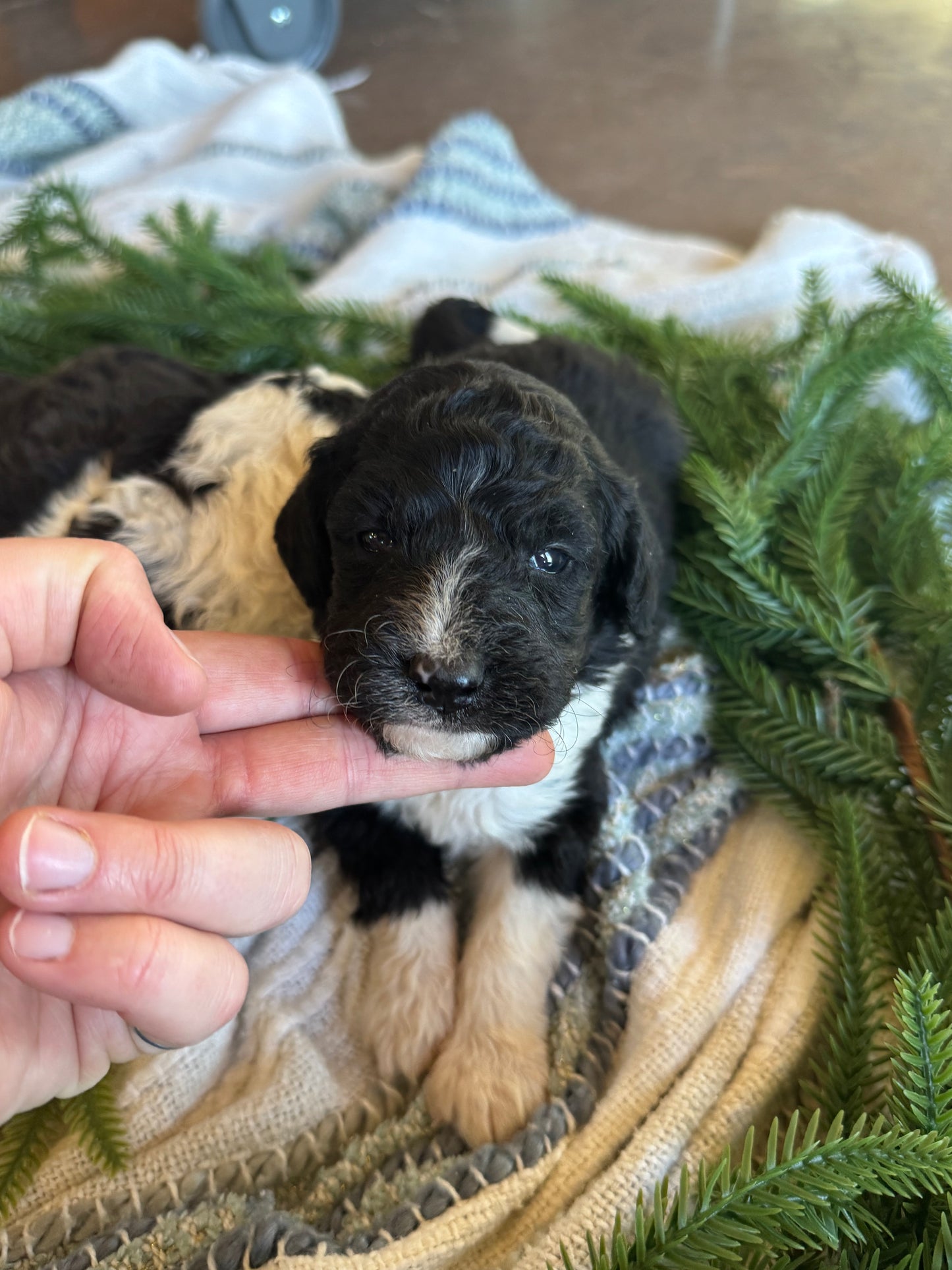 F1B Mini/Medium Bernedoodle (male) "Tom”