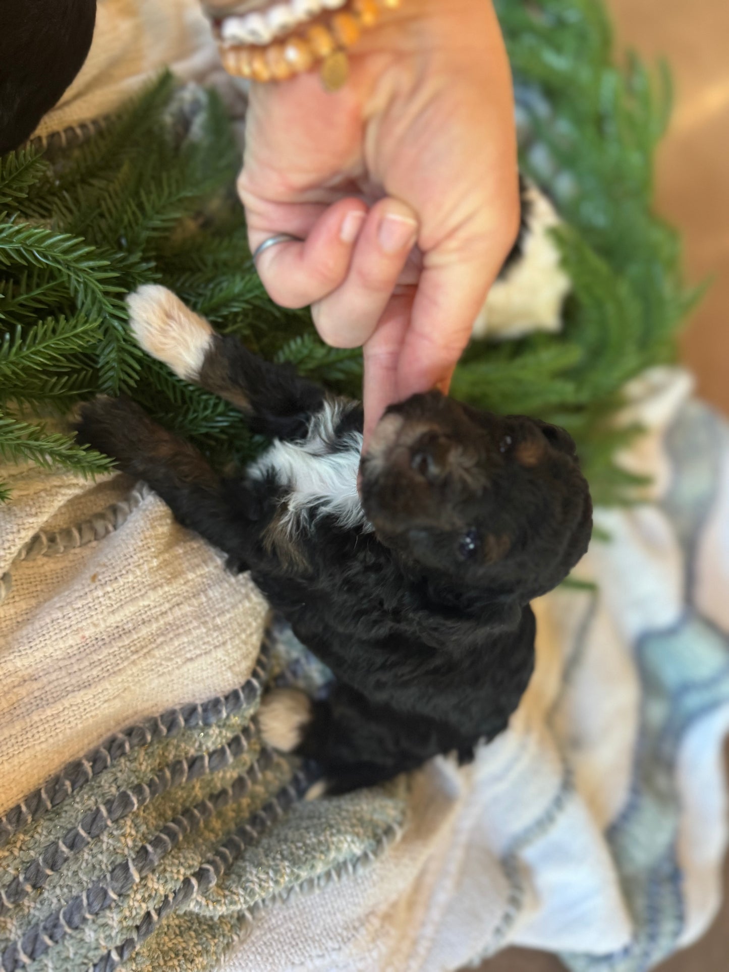 F1B Micro/Mini Bernedoodle (male) "Marv”